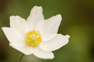Obraz premium Anemone Madonna (Snowdrop Anemone) Flower in Full Bloom in Spring Garden. Anemone sylvestris