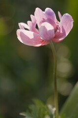 Fototapeta premium Single Soft Pink Anemone Flower on a Long Stem in Full Bloom in Spring Garden. Anemone coronaria