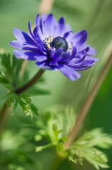 Blue Double Anemone Flower Reaching Out in Spring Garden. Anemone coronaria