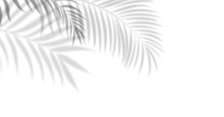 Obraz premium Soft palm leaf shadows over white background
