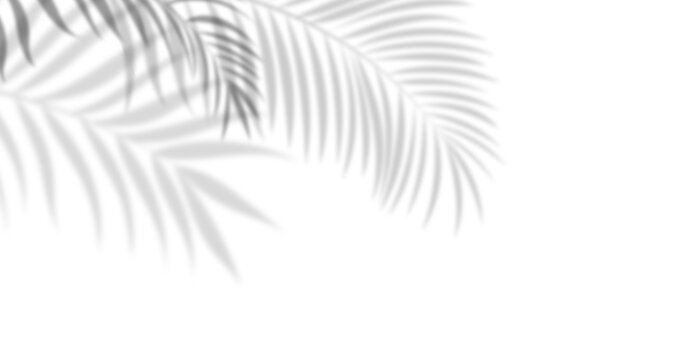  Soft palm leaf shadows over white background