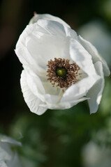 Obraz premium White Unfolding Anemone Flower in Full Bloom in Spring Garden. Anemone coronaria