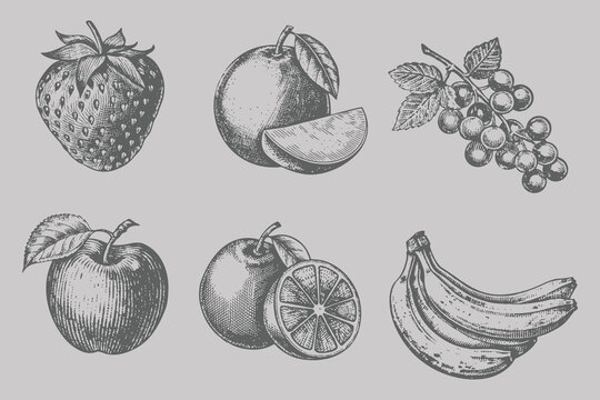 Different type Big fruits set vector illustration. engraving style Grapes, Mango, Strawberry, Banana, Apple, Orange. Eps 10