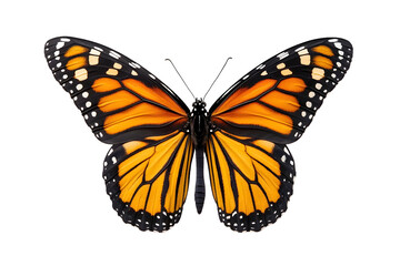 Fototapeta premium Vibrant orange and black monarch butterfly wings spread wide on white background showcasing detailed patterns and natural beauty