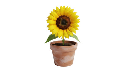 Obraz premium Single yellow sunflower in a terracotta pot, green leaves, brown center, isolated PNG with Transparent Background