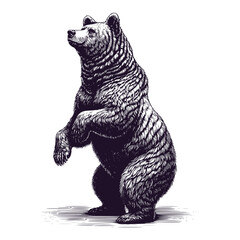 Fototapeta premium brown bear standing on its hind legs