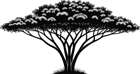 Black silhouette vector illustration of big African acacia tree with wide branches isolated on white background for nature landscape and wild savanna design concept (24 words) © MdNurul