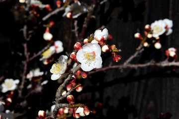梅の花