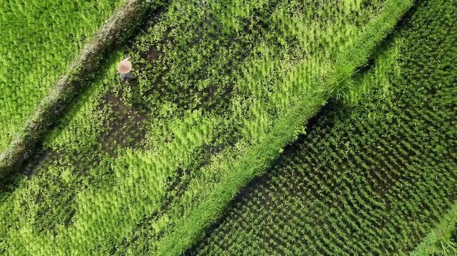 Green grass close up texture background pattern nature surface detail