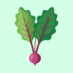 vector illustration of beet greens