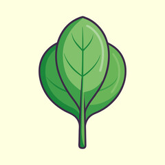 vector illustration of baby spinach