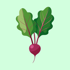 vector illustration of beet greens