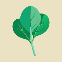 vector illustration of baby spinach