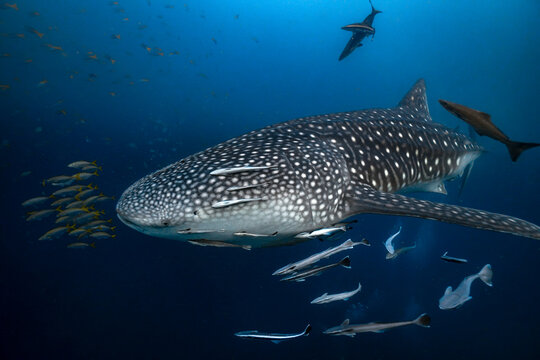 Whale Shark with Remoras in Open Blue Water