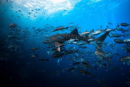 Whale Shark Swimming Through a School of Bigeye Trevally at Sail Rock, Thailand