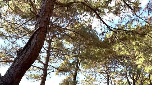 Pine Hills Landscape in Pleiku, Vietnam Highlands