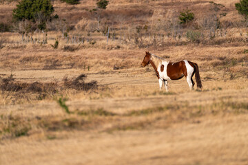 horse on the meadow in Udo, Jeju Island, South Korea