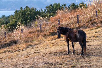 horse on the meadow in Udo, Jeju Island, South Korea