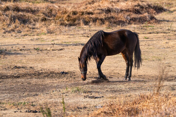 horse on the meadow in Udo, Jeju Island, South Korea