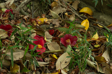 落ち葉と赤い花