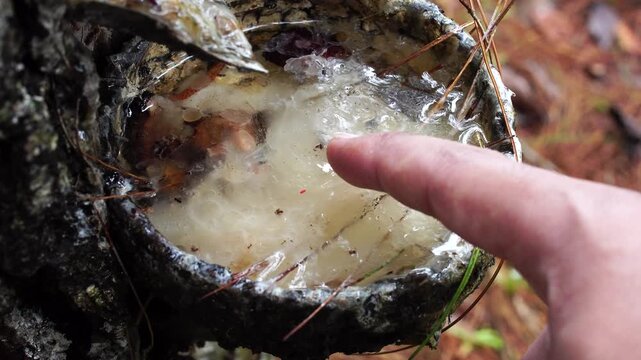 Close up of a farmer's index finger testing the sticky texture of raw pine resin collected in a bowl from a tree trunk in a Southeast Asian pine forest.
