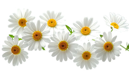 Fototapeta premium A vibrant collection of daisies, with white petals and yellow centers, against a black background