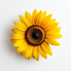 Fototapeta premium Vibrant Sunflower Bloom Captured in High-Detail Studio Photography