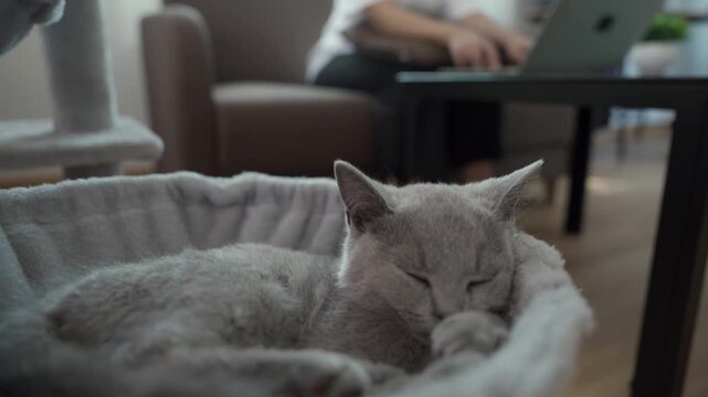 
Kitten sleeping in the room