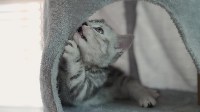 
The kitten is playing in the cat condo.