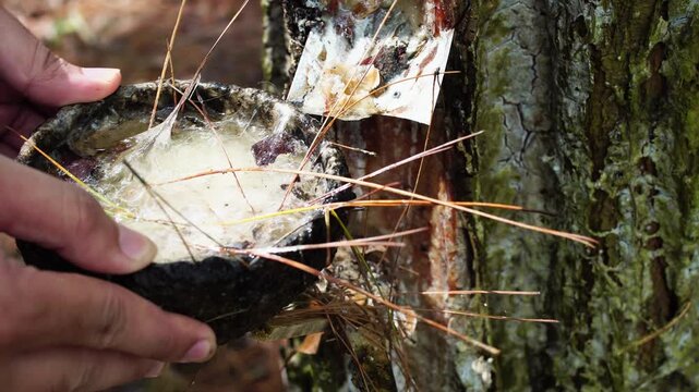 Close up shot of a farmer's hands holding a bowl filled with harvested raw pine resin, showcasing the sticky texture and abundance in a Southeast Asian pine forest.