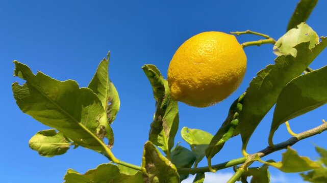 実ったレモンの木