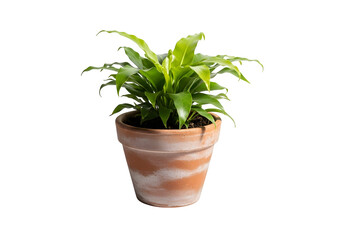 Obraz premium green plant in terracotta pot isolated on transparent or white background. PNG 