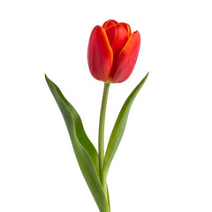 Fototapeta premium A single vibrant red tulip with green leaves, a classic symbol of spring and love.