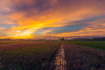 sunset over the field