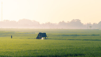 morning in the field