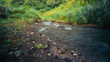 stream in the forest