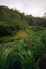 rice terraces in the morning