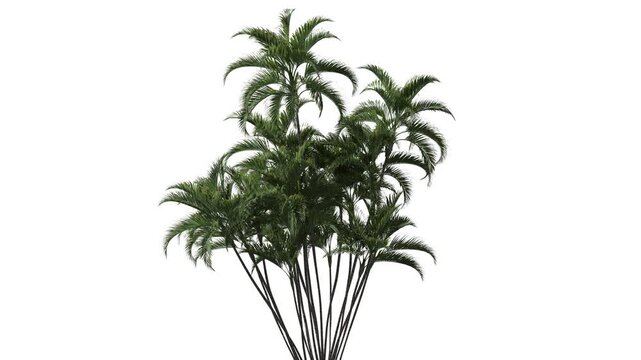 Palm tree at a white background. Natural background.