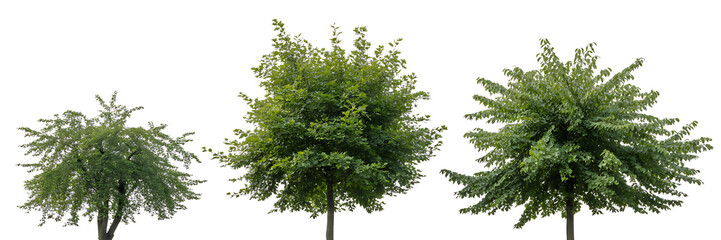 Obraz premium Set of Three Lush Green Deciduous Trees of Varying Sizes and Shapes Isolated on White Background