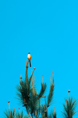 pine tree branches against blue sky