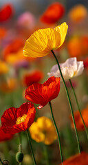 Obraz premium a field of colorful poppies in full bloom