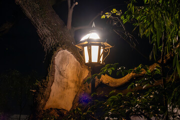 街灯と木の夜景