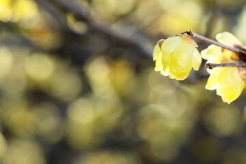 日本の初春の花、ロウバイ