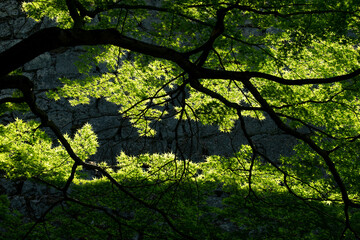緑の葉と光のコントラスト