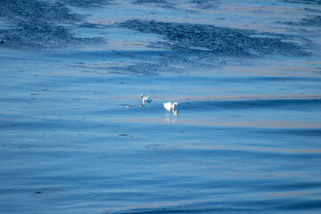 seagull on the sea