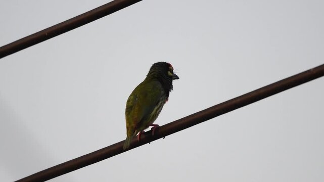 A Coppersmith Barbet perches on a wire, puffing its throat while emitting its signature metallic, rhythmic call, showing how it got its name at Pathumtani Thailand