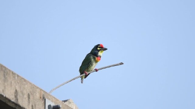 A Coppersmith Barbet perches on a wire, puffing its throat while emitting its signature metallic, rhythmic call, showing how it got its name at Pathumtani Thailand