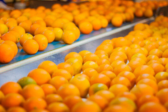 Sorting orange harvest for export, fresh food, juicy fruit, mandarin, vitamin c, green tree, sunny day, water drop, selective focus, shallow depth of field, taken at Wady Elnatroon Alexandria Egypt