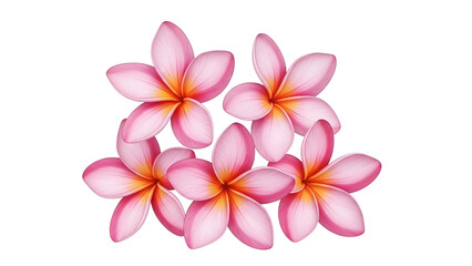 Vibrant pink plumeria flowers on black background