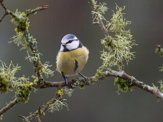 Obraz premium Blaumeise, Cyanistes caeruleus